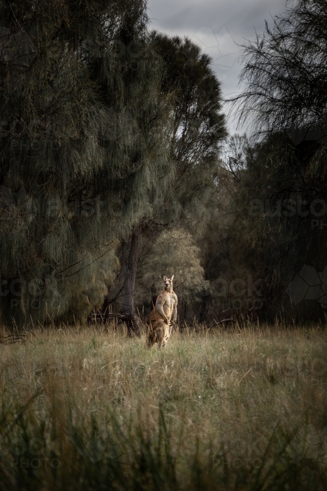 Eastern Grey Kangaroo Standing in the Warm Sun - Australian Stock Image