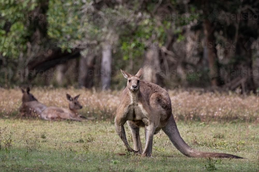 Eastern Grey Kangaroos at dawn - a seriously well-built male with 2 females - Australian Stock Image