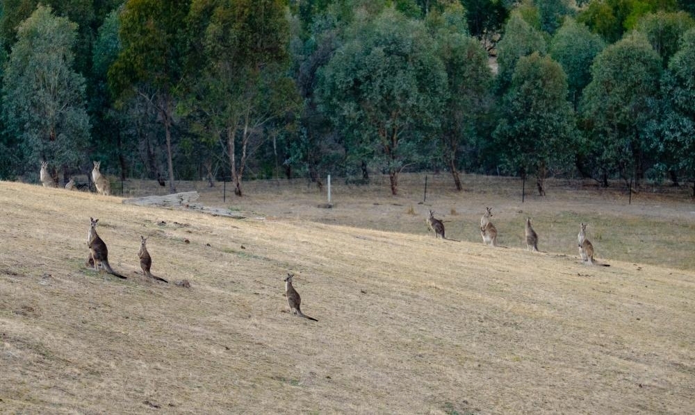 Eastern Grey Kangaroos in a paddock - Australian Stock Image