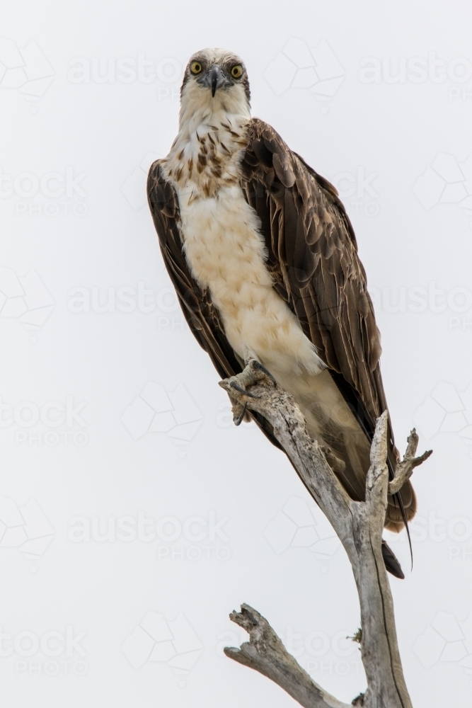 Eastern Osprey - Australian Stock Image