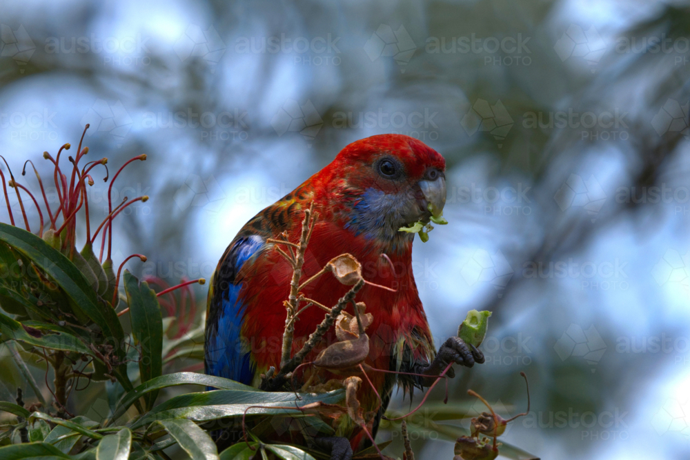 Crimson Rosella eating seeds in red grevillea tree - Australian Stock Image