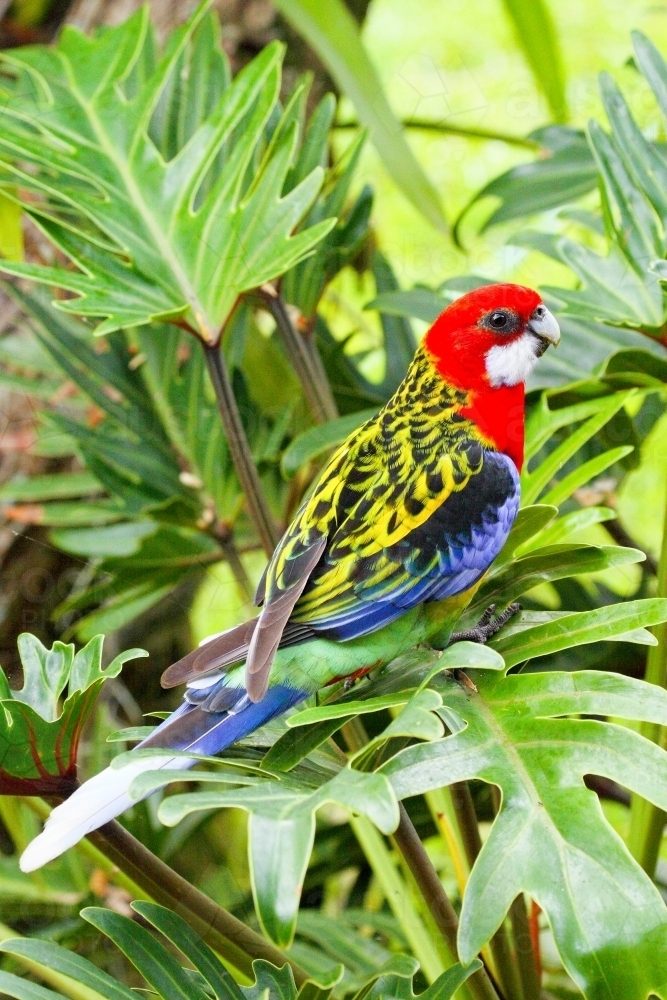 Eastern Rosella on split leaf philodendron. - Australian Stock Image