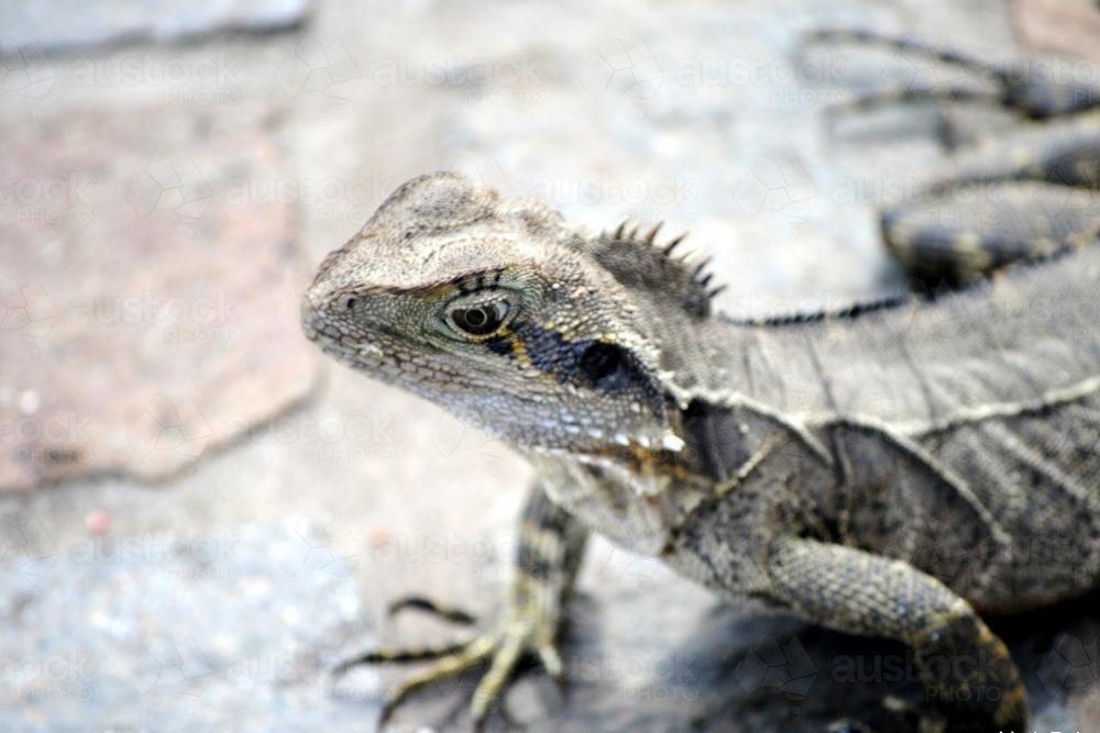 Eastern water dragon - Australian Stock Image