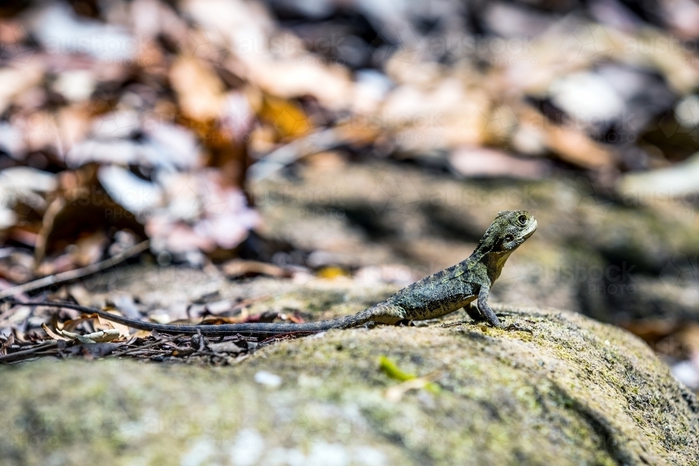 Eastern water Dragon - Australian Stock Image