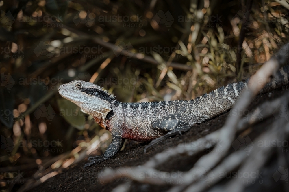 Eastern Water Dragon on a rock seen while walking the Spit to Manly Walk. - Australian Stock Image