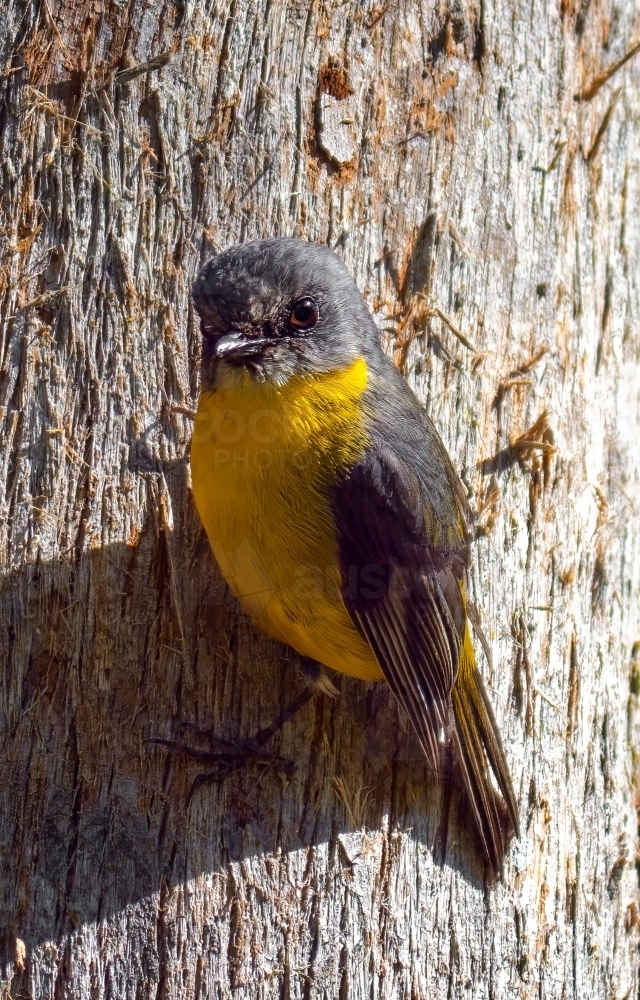 Eastern Yellow Robin on Tree - Australian Stock Image