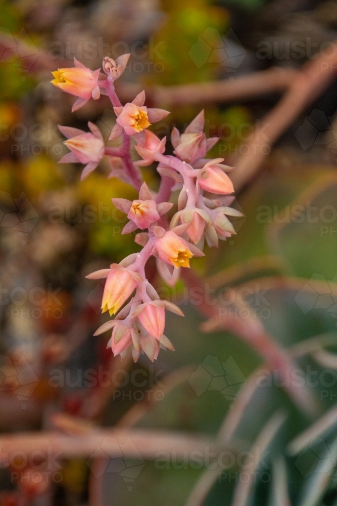 echeveria plant in flower - Australian Stock Image