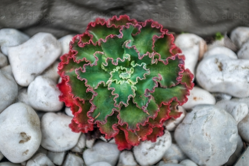 Echeveria red and green succulent - Australian Stock Image