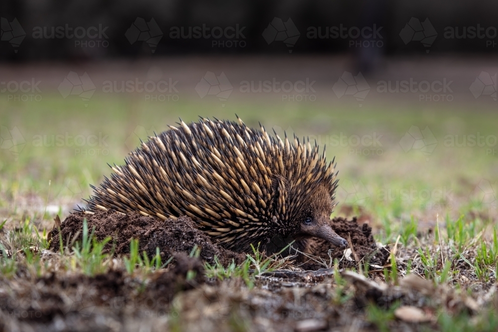Echidna - Australian Stock Image