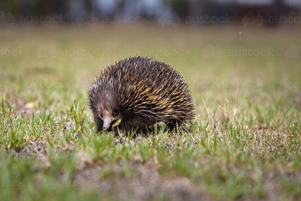 Echidna - Australian Stock Image