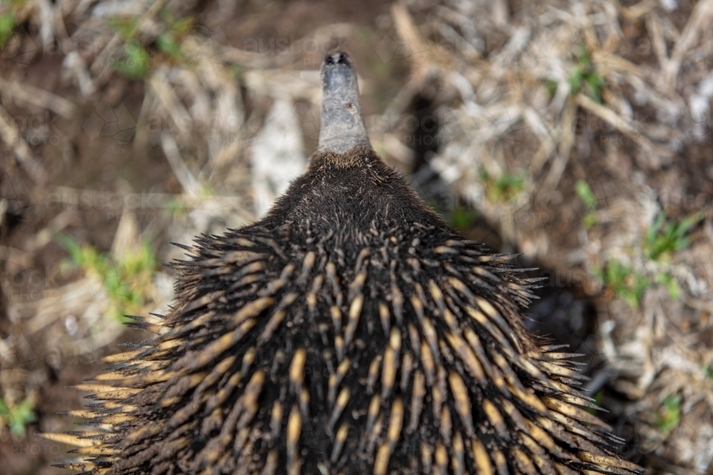Echidna - Australian Stock Image
