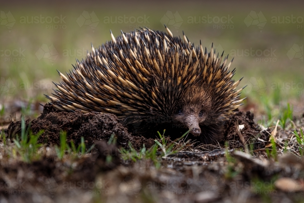 Echidna - Australian Stock Image