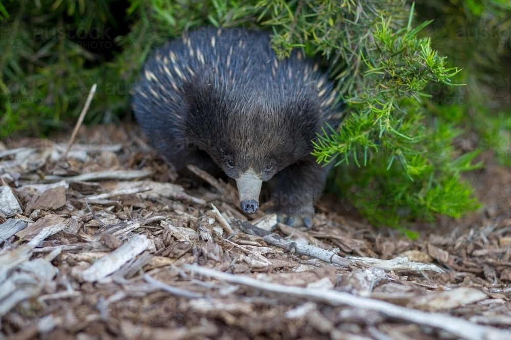 Echidna coming out from under shrub - Australian Stock Image