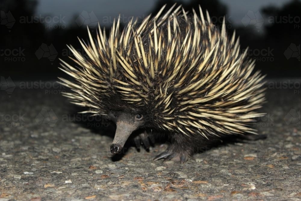 Echidna crossing the road - Australian Stock Image