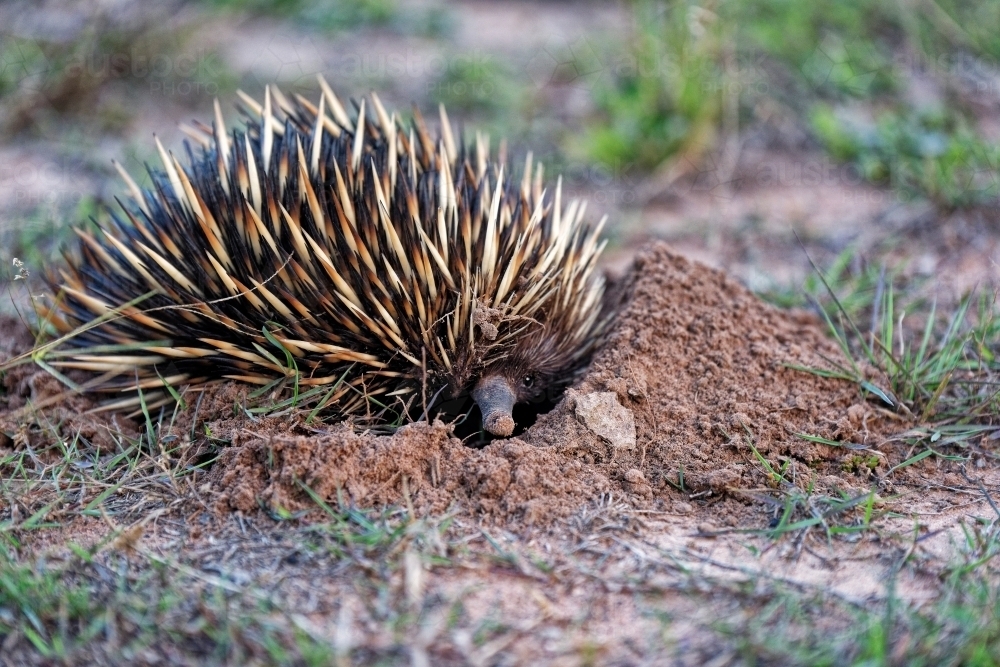 Echidna digging into the ground on a farm - Australian Stock Image