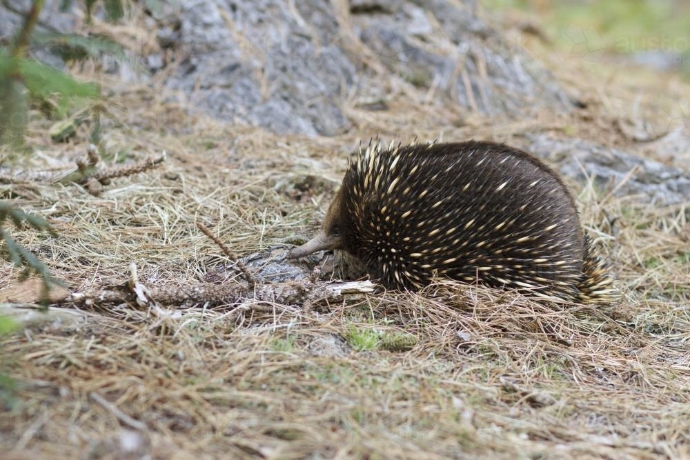 Image of Echidna in natural habitat Austockphoto Image of Echidna in natural habitat Austockphoto