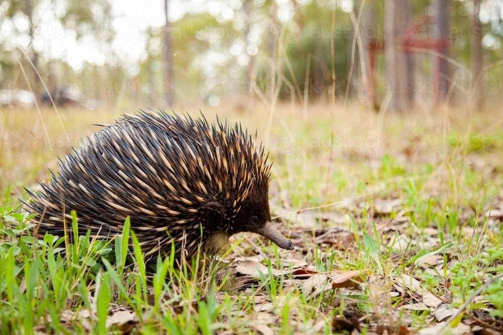 Echidna native Australian animal walking through paddock - Australian Stock Image