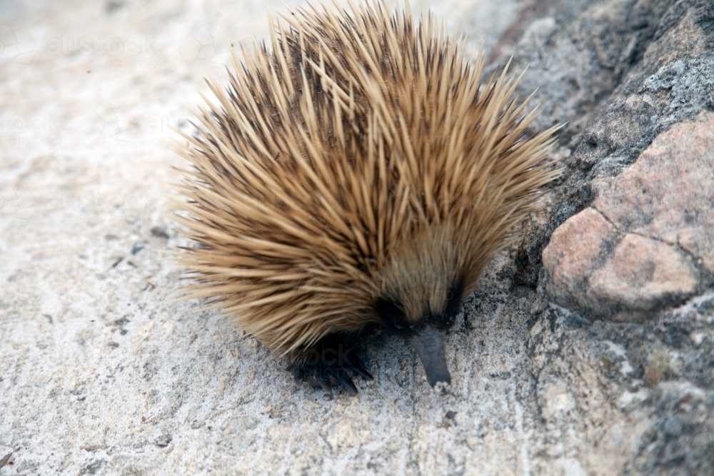 Echidna on rocky ground - Australian Stock Image