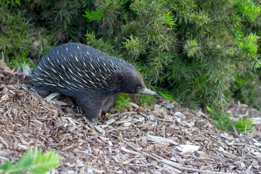 Echidna walking through garden - Australian Stock Image