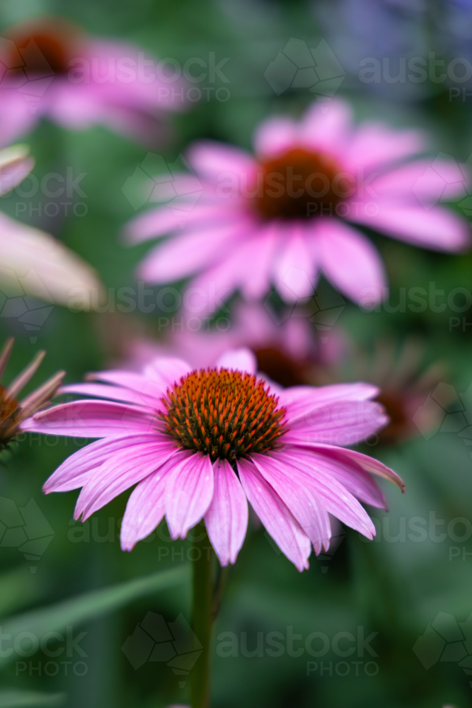 Echinacea purpurea a flowering plant - Australian Stock Image