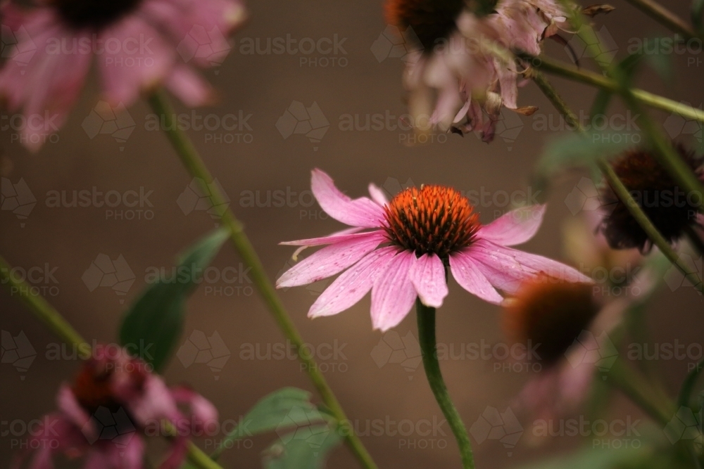 Echinacea purpurea is a North American species of flowering plant in the sunflower family - Australian Stock Image