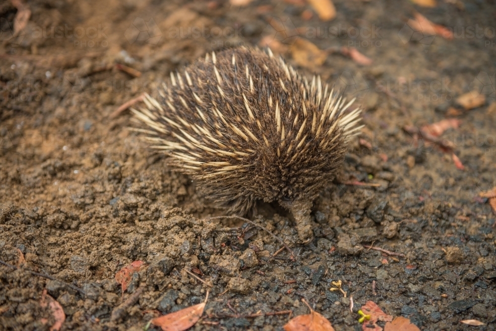 Echinda - Australian Stock Image