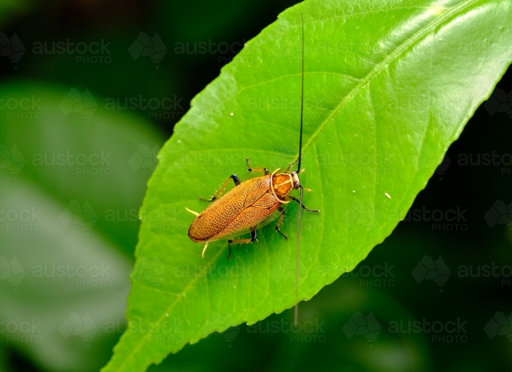 Ectobius lapponicu (Bush Cockroach) on a Green Leaf - Australian Stock Image
