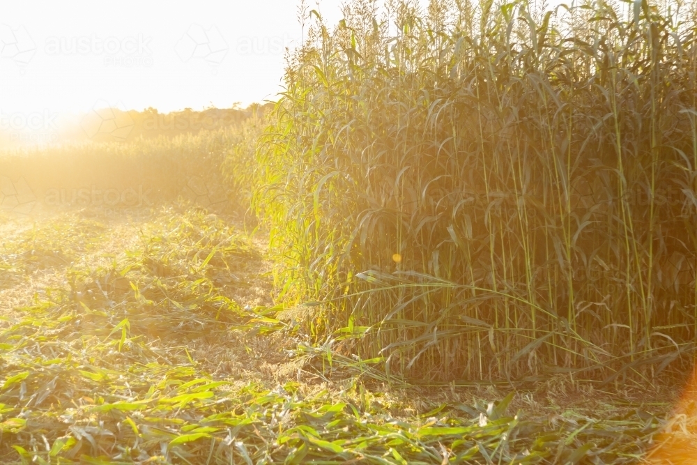 Image of Edge of crop paddock being harvested at sunset - Austockphoto