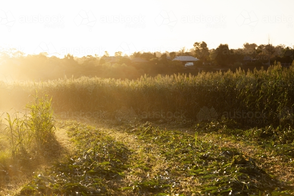 Edge of crop paddock being harvested at sunset - Australian Stock Image