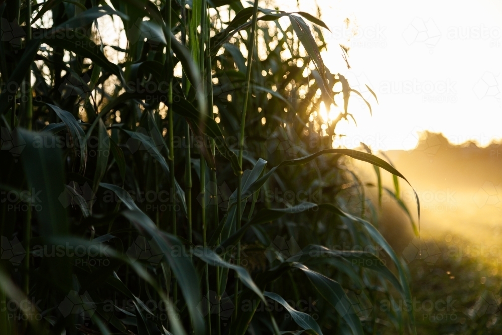 Edge of crop paddock being harvested at sunset - Australian Stock Image
