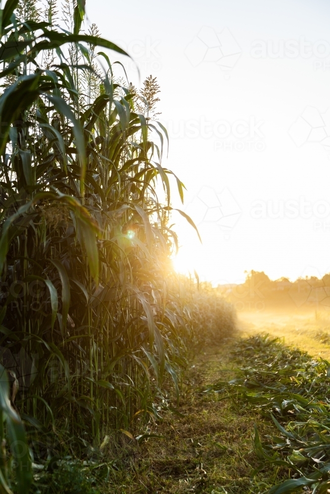 Edge of crop paddock being harvested at sunset - Australian Stock Image