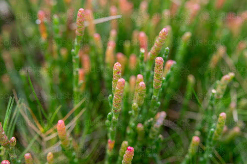 Edible native succulent - Australian Stock Image