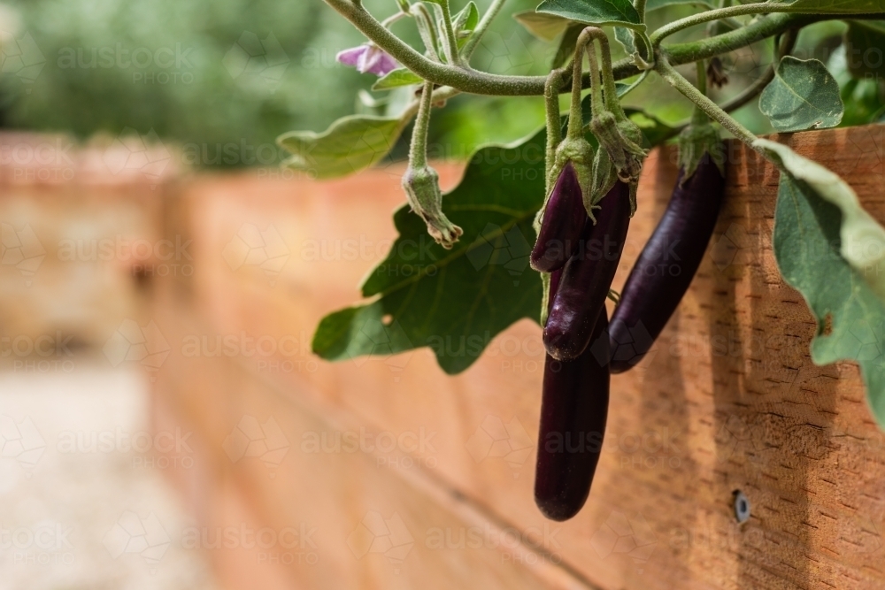 eggplant growing in raised garden beds - Australian Stock Image