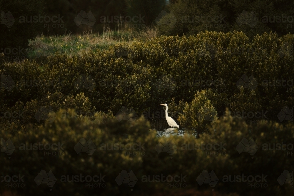Egret sitting among dense bushes - Australian Stock Image
