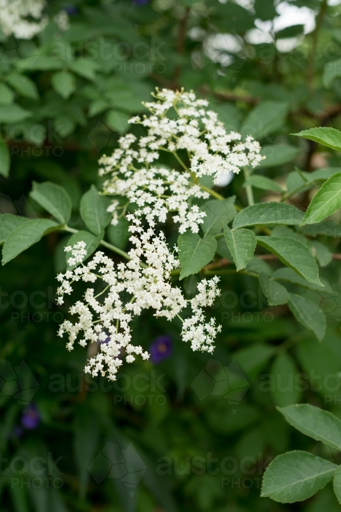 elder flower in bloom - Australian Stock Image