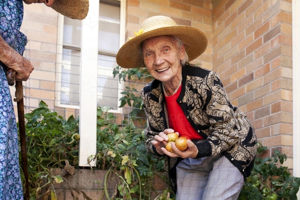 Elderly ladies picking tomatos from the garden at an aged care facility - Australian Stock Image