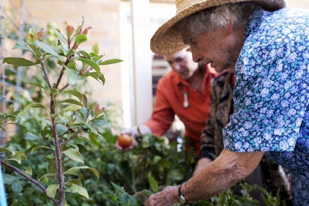 Elderly ladies picking tomatos from the garden at an aged care facility - Australian Stock Image