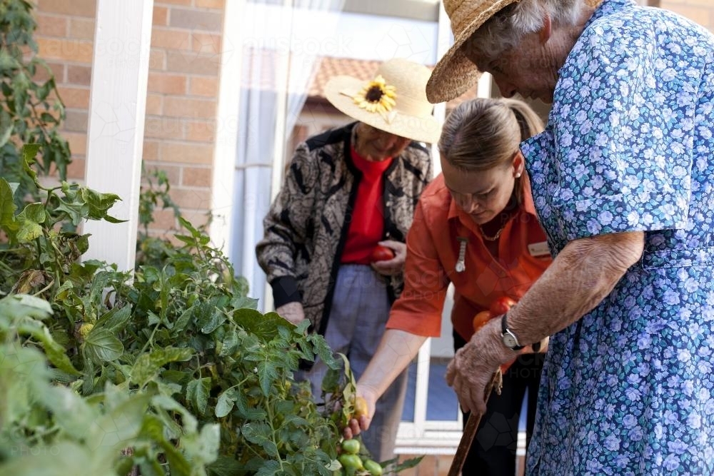 Elderly ladies picking tomatos from the garden with carer at an aged care facility - Australian Stock Image