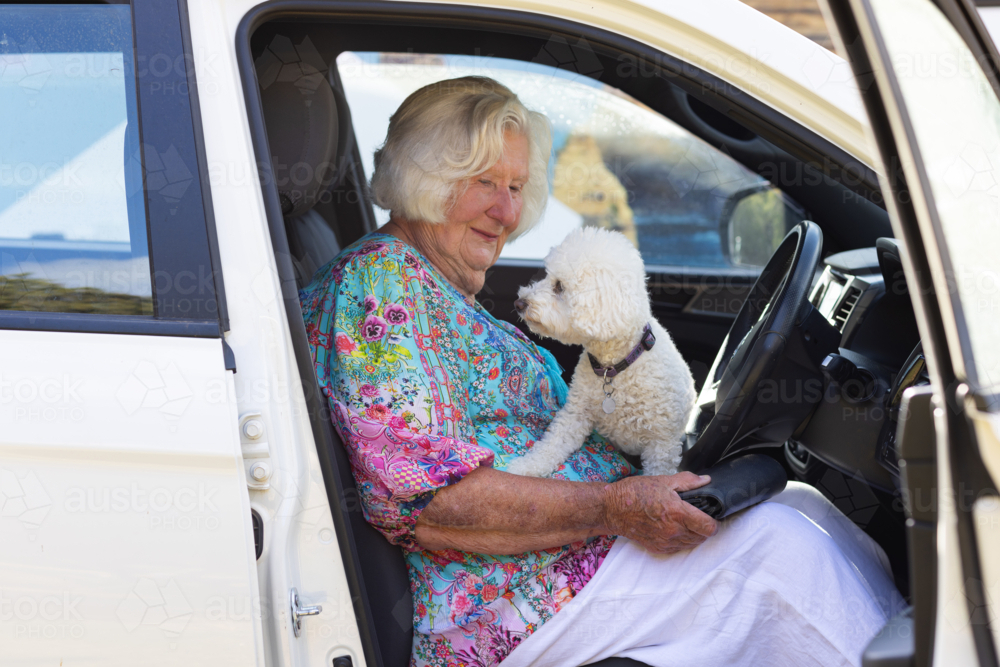 elderly lady driver with toy poodle on lap in drivers seat of car - Australian Stock Image