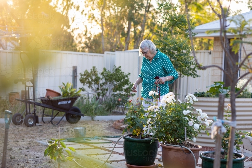 elderly lady tending her garden with sun flare - Australian Stock Image