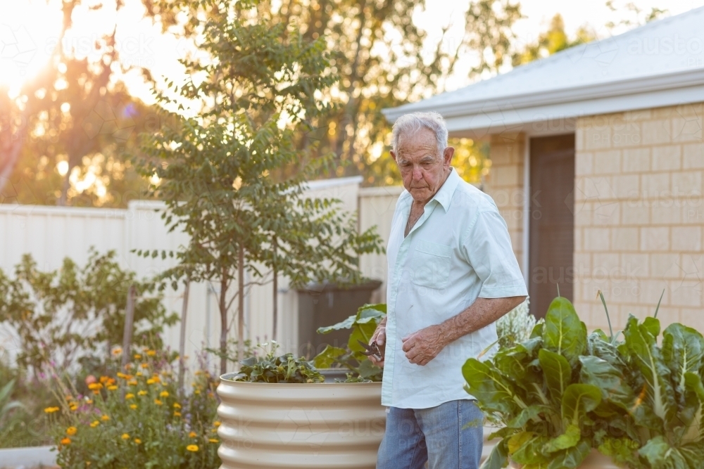 elderly man in his garden - Australian Stock Image
