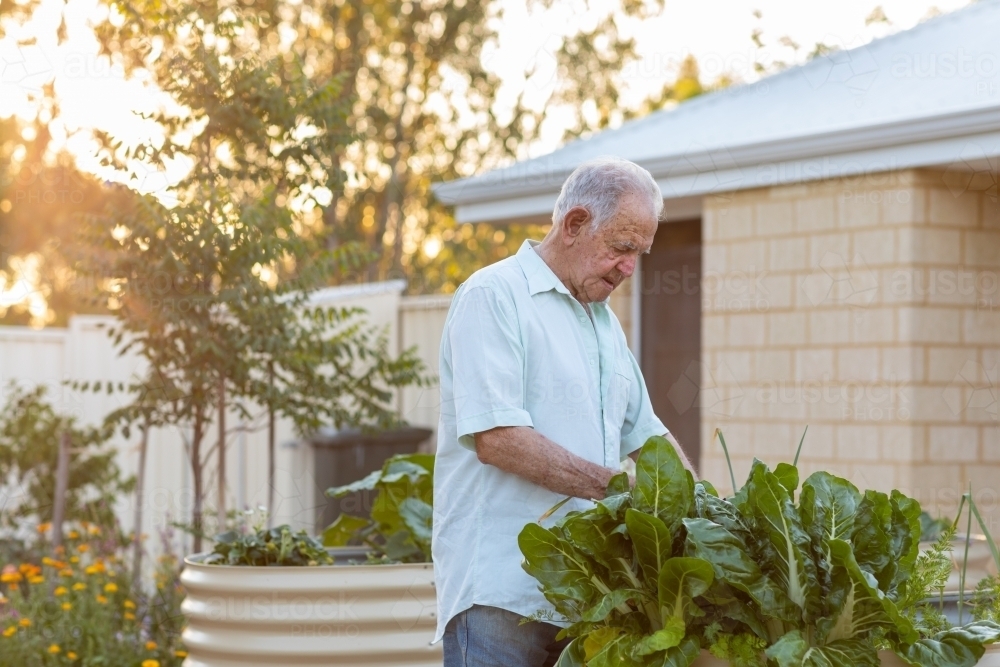 elderly man in his garden - Australian Stock Image
