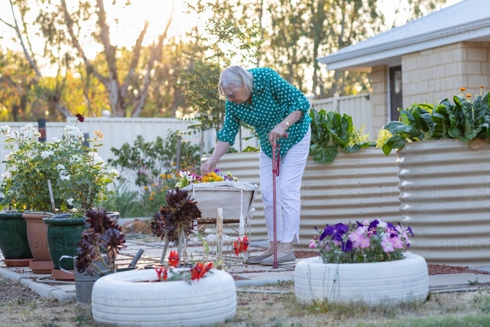 elderly woman pottering in garden - Australian Stock Image