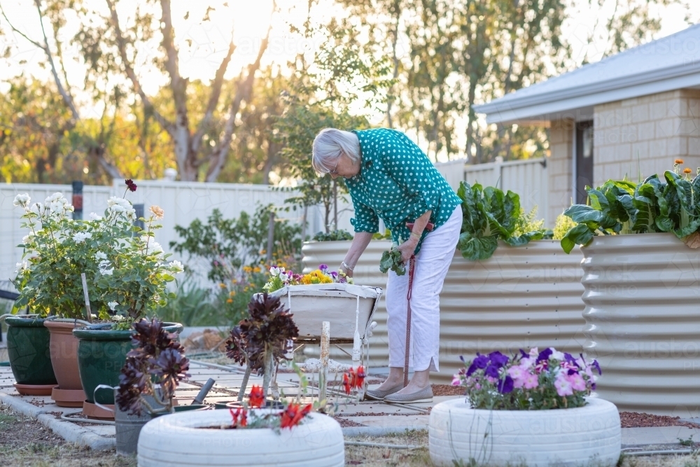 elderly woman pottering in garden - Australian Stock Image