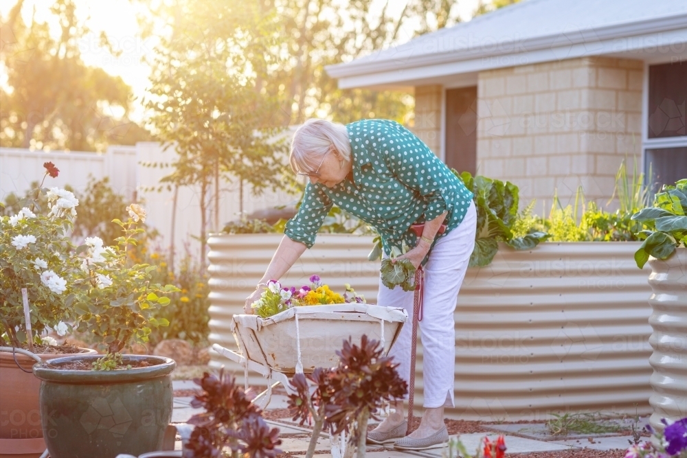 elderly woman tending garden with sun flare - Australian Stock Image