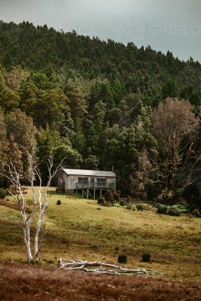 Elevated cabin in a clearing surrounded by thick green forest. - Australian Stock Image
