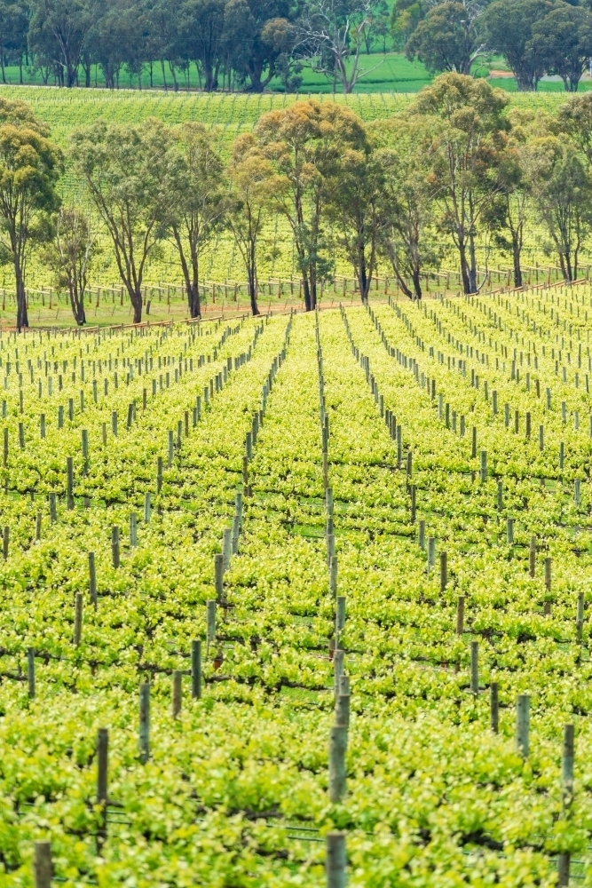Elevated view of rows of green vines in a vineyard - Australian Stock Image