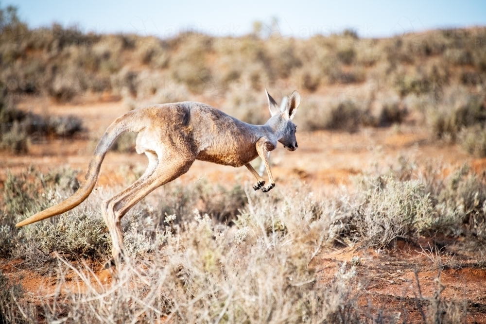 Emaciated kangaroo hopping away in the bush during drought. - Australian Stock Image