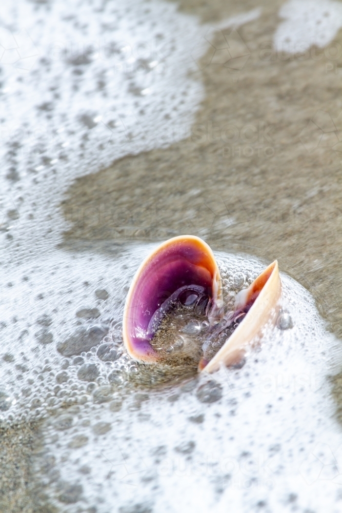 Image of Empty clam shell at water's edge on beach. - Austockphoto