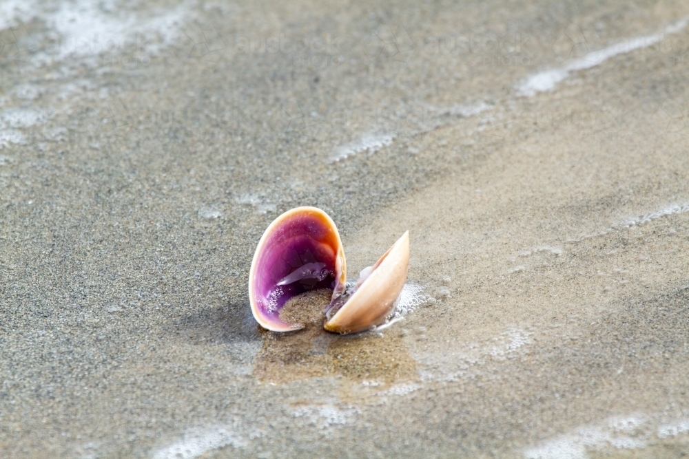 Image of Empty clam shell at water's edge on beach. - Austockphoto